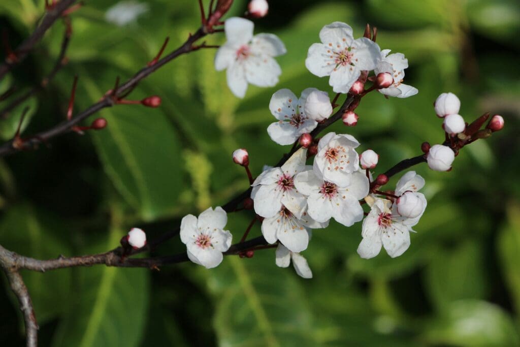 Natural Seasonal Allergy Relief in Toronto