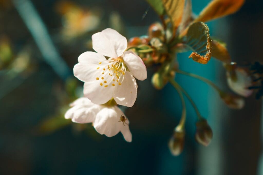 Natural seasonal allergy relief during Toronto spring pollen season.